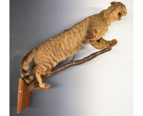 Taxidermy bobcat mounted on a branch and mahogany wall plaque, L78cm