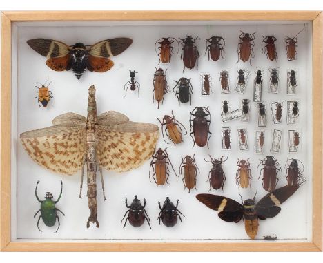 Prepared and mounted beetles, titan stick insects cicadas in display case, 40x30 cm