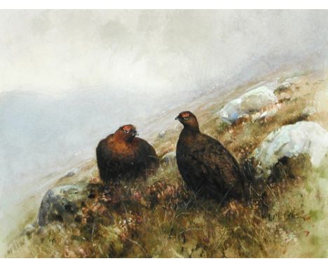 Rachel McGilvray (British, 20th Century) Study of Grouse in the Highlands signed lower right "R McGilvray" watercolour 29 x 3