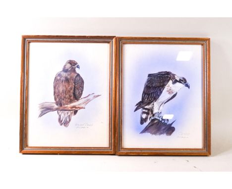 M J Fook, Osprey, Golden Eagle, Buzzard, Montagies Harrier, watercolour and body colour, set of four, signed, titled and date