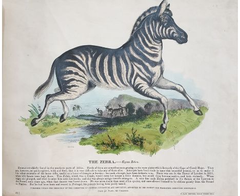 [Whymper]"Thirty Plates of Illustrated Natural History with a Short Description Annexed to Each Plate, Part 2", Society for P