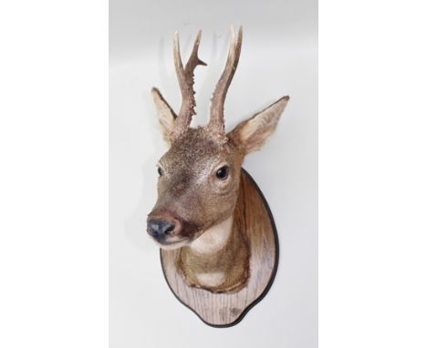 A ROE DEER HEAD AND ANTLERS mounted on an oak shield-shaped plaque 