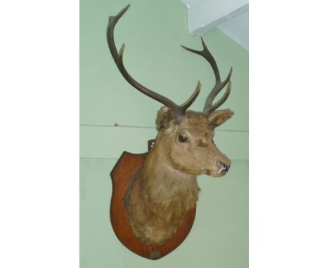 A STAG'S HEAD with eight-point antlers, mounted on a wooden shield bearing brass plaque "E.H. Glencassley 1914, 15 stone 8lbs