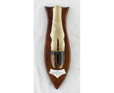 F G THOMSON TAXIDERMIST, LYNDHURST, HANTS A Deer slot mounted on an oak shield bearing plaque N.F.B.H. found Burleigh Lodge F