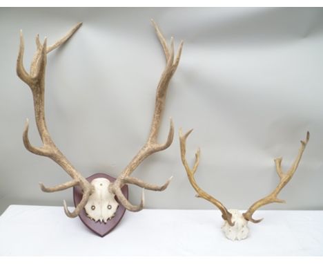 A SET OF 13 POINT RED STAG ANTLERS (Charlecote Park) and part skull, approx 80cm high x 65cm wide, mounted on a polished wood