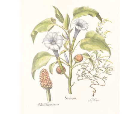 A large coloured etching of Botanical flowers, depicting Stramonia, Halimus and Botris Dracontiemaior, approx 46cm by 60cm, f