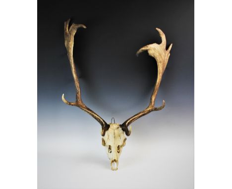 An unmounted fallow deer skull with palmate antlers, 88cm high 