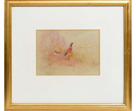 Harry Stinton(1883-1968)A Lone Pheasant Surveying His Kingdom,signed,watercolour,10.5 x 14.5cms, framed.Harry Stinton, part o