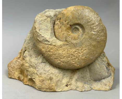 A JURASSIC AMMONITE FOSSIL FROM DORSET,From Beaminster, Dorset.Jurassic Circa 175 million years old23cm x 14.5cm