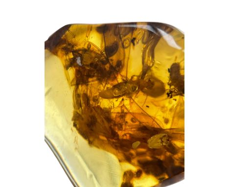 A SWARM OF FOSSIL TERMITES IN CLEAR AMBER GEMA highly detailed swarm of termites captured in a clear amber gem. From the ambe