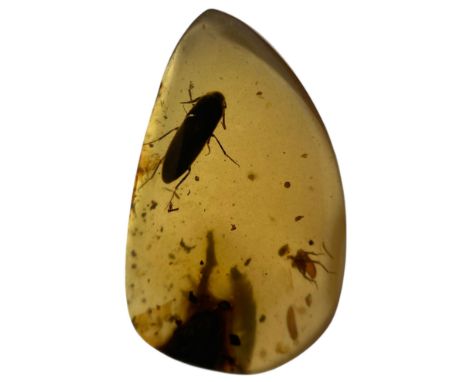 AN UNKNOWN INSECT FOSSIL IN DINOSAUR AGED BURMESE AMBERA highly unusual insect, alongside a fly in clear amber gem, polished 