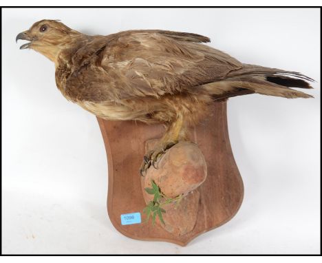 An early 20th century taxidermy example of a common buzzard being set to a wooden trunk plinth naturalistic base