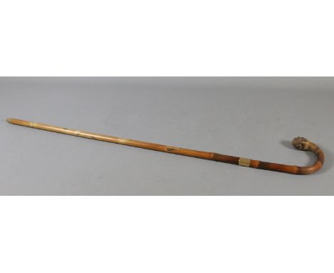 A walking stick with burr handle and yellow metal band.