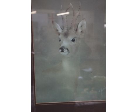 Framed pastel, portrait of a deer