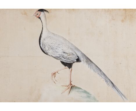 Birds.- English School (probably  late 18th century) Silver Pheasant, found in Southeast Asia and parts of China, watercolour