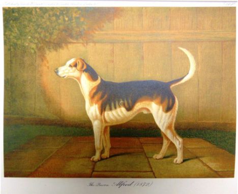 [HUNTING] Lowe, G.S., and Cox, Harding, editor. Foxhounds [Dogs by Well-Known Authorities, Vol. II Pt VI], Fawcett, McQuire &