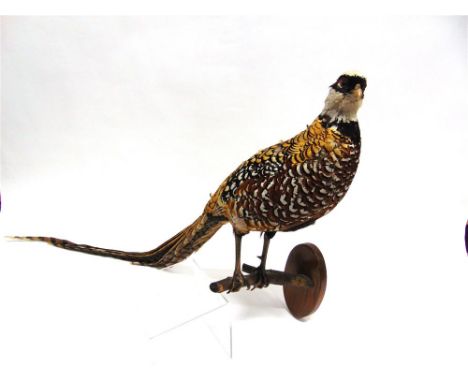 A REEVES PHEASANT  perched on a branch on an oval wooden bracket for wall mounting 