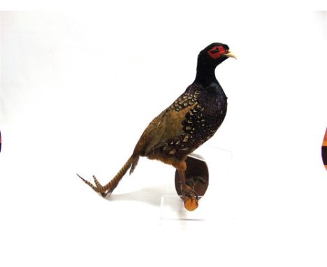 A COCK PHEASANT  perched on a branch on an oval wooden bracket for wall mounting with taxidermist's stamps on the reverse 'mo