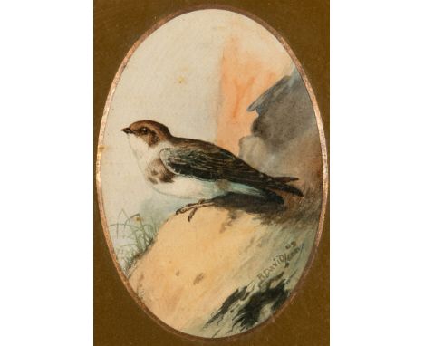 R DAVID a sparrow and a buzzard, a pair of watercolours, signed, ovals 15 x 10cm