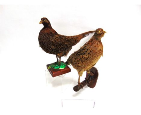 A MELANISTIC PHEASANT on a square wooden base, and a hen pheasant perched on a branch on an oval wooden bracket for wall moun