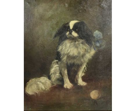Elizabeth Marion Nelson (fl.1890-1930)Study of a Japanese Chin sporting a blue bow Signed, indistinctly inscribed and dated 1