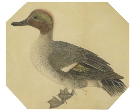 * Shaw (19th Century)Study of a duckMixed media, 25.5cm by 29.5cmHoused in a modern frame. Dirt and debris trapped under glas