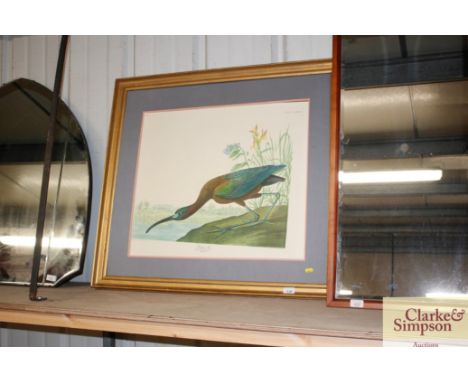 A large print of an Ibis 