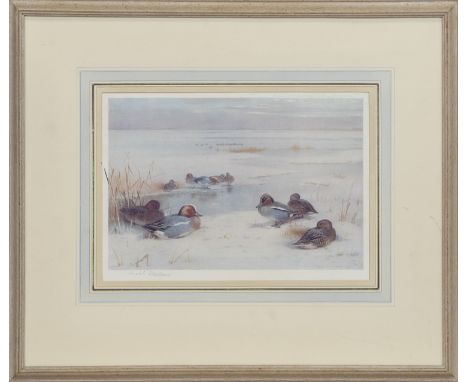 ARCHIBALD THORBURN (SCOTTISH 1860 - 1935), WIDGEON, TEAL lithograph on paper, signed in pencil, titled label verso image size
