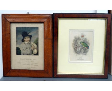 Three pictures: 'The ferret boy' lithograph based on an original work by Russell, A print of two parrots and a watercolour by