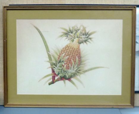 Four pictures: a print of a pineapple together with botanical prints, all framed and glazed