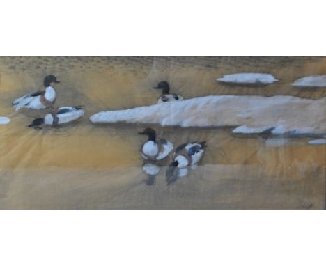 CHARLES FREDERICK TUNNICLIFFE OBE, RA (1901-1979); pencil sketch and watercolour 'Shell Duck', signed to lower right, titled 