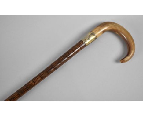 A Good Edwardian Horn Handled Silver Banded Palm Wood Walking Stick 