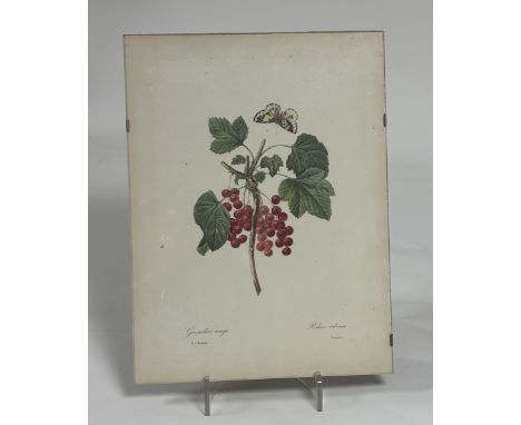 Property of the Late Countess Haig - A pair of Pierre-Joseph Redout&eacute; (Belgium 1759-1840)&nbsp; Botanical Prints, one o