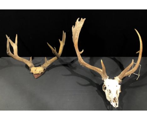 Taxidermy/Natural History - a Fallow Deer skull and antlers, approx. 80cm high, 60cm wide; another set of Red Deer antlers an