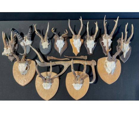 Taxidermy - a pair of roe deer antlers on the skull plate, mounted on shield shaped plaque, 35cm high; others similar; qty 