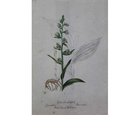 Good collection of eighteen 19th century English School pen, ink and watercolour botanical illustrations, each titled and num