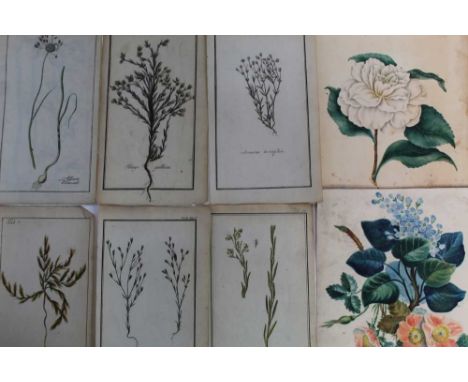 Group of mostly 19th century botanical watercolours, 18th century engravings of the same subject, all unframed - 36 in totalC