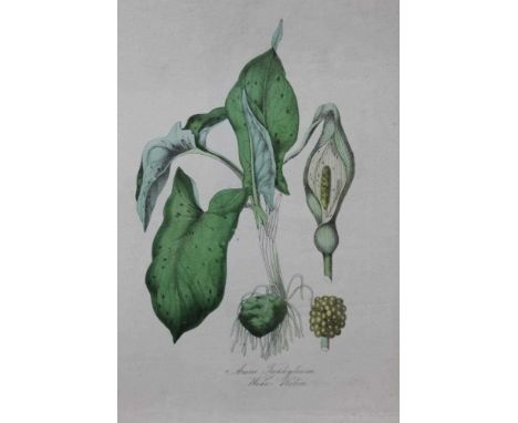 Collection of twenty-eight unframed 19th century botanical engravings and prints, some hand coloured, unframed