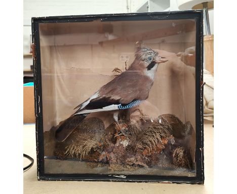 A vintage Taxidermy Jay on a branch in a display case. 