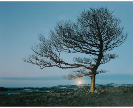 *LOTTIE DAVIES (B. 1971) 'Here: The Last Ghost Tree, 2013' number 1 from the edition of 6, &nbsp;Digital c-type,&nbsp;&nbsp;7