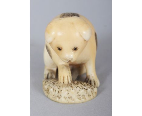 A JAPANESE MEIJI PERIOD IVORY NETSUKE OF PUPPY PLAYING WITH A SHELL, his feet forming the himotoshi, 1.5in long &amp; 1.2in h