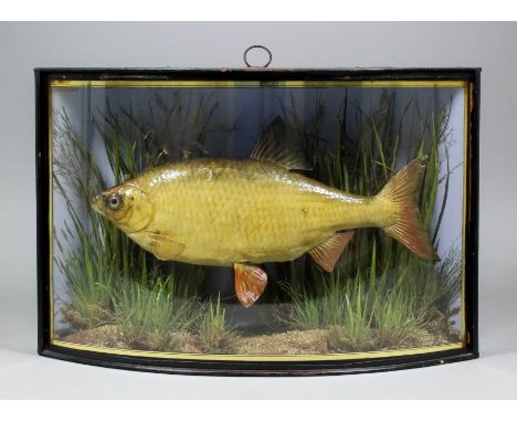 A late 19th Century Roach in naturalistic surroundings, contained in ebonised and gilt decorated glass bow-fronted case, 17.5