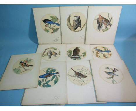 Lawrence Jossett (1910-1995), a collection of ten circular watercolour studies of birds, comprising: Florida Jay, Broad-winge