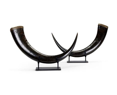 A PAIR OF BRASS MOUNTED BUFFALO HORNS  POSSIBLY SUMATRA, 1960s Now mounted on ebonised metal stands,  larger 66cm wide, 45.5c
