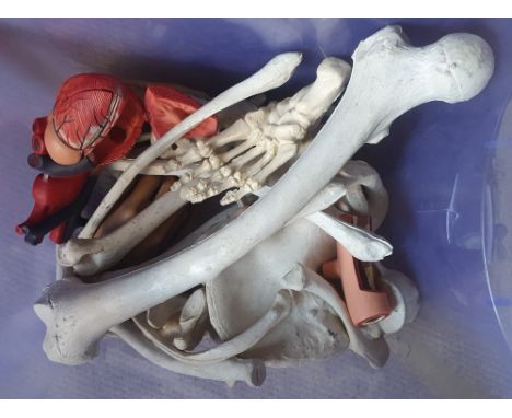 A quantity of vintage composition parts of human skeleton and anatomy, including heart.
