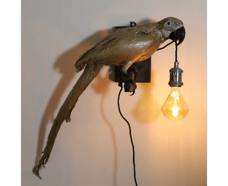 Taxidermy: a blue and black macaw wall light, 20th century, stuffed, mounted and painted gold, perched on a painted wall brac