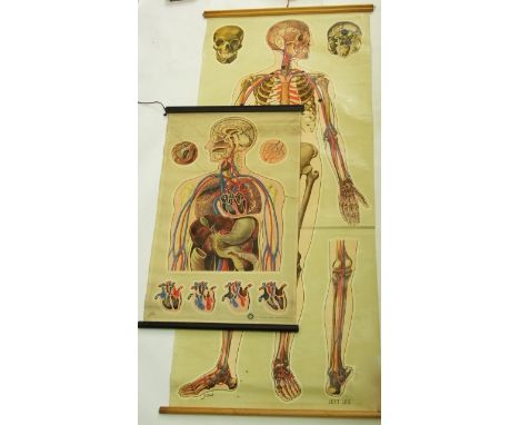 Four vintage anatomy wall hanging scrolls/posters comprising the human skeleton system, new circulation, together with an ear