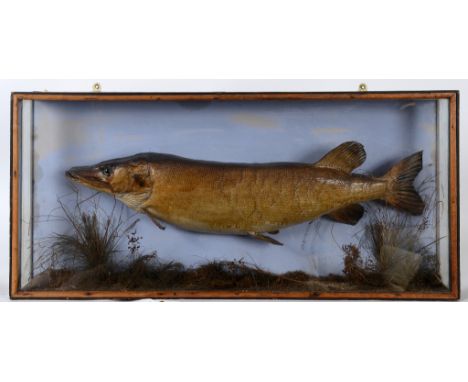 Taxidermy: A pike, in a naturalistic surround, cased, 98 cm wide  See illustration