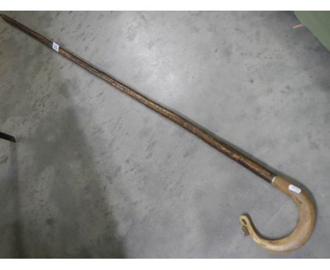 A Scottish style walking stick with bone handle. COLLECT ONLYLength 5ft.Handle 6 1/8" wide.