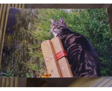 THE CATS LADDER ( 2 PIECE EXTENDING WOODEN LADDER )